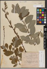Foto von Salix caprea L. x Salix cinerea L.